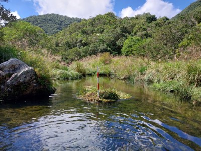 神秘湖出水口設置標尺 觀察水位變化